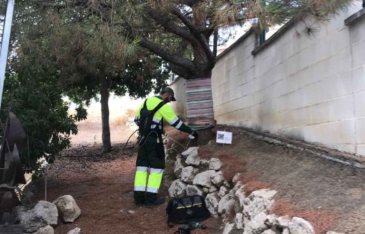 El Área de Parques y Jardines inicia la campaña anual para prevenir la procesionaria del pino en Rincón de la Victoria